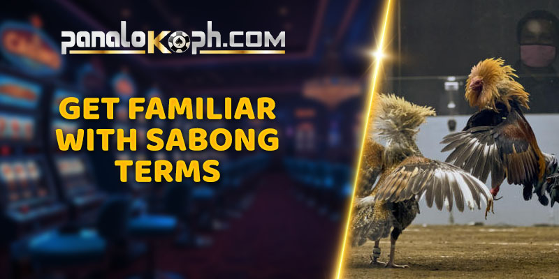 Get Familiar with Sabong Terms