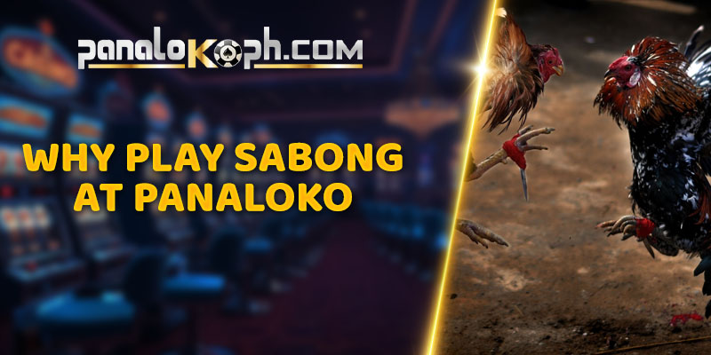 Why Play Sabong at Panaloko